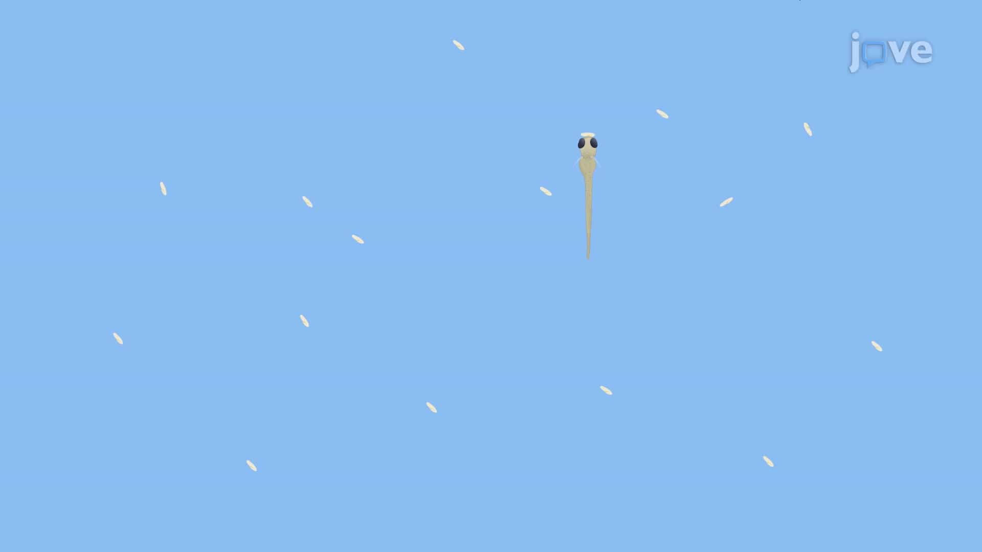 Prey Capture Assay: A Method to Study the Prey Capture Behavior of Zebrafish Larva