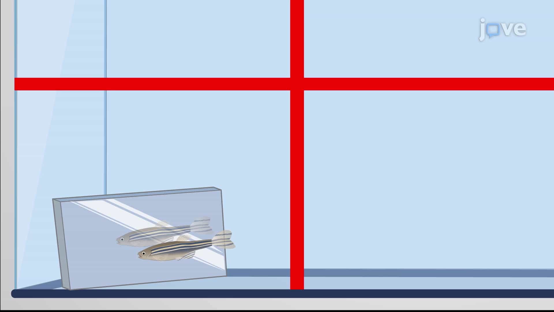 Aggression Assay: A Method to Study Aggressive Behavior of Zebrafish in Response to a Mirror