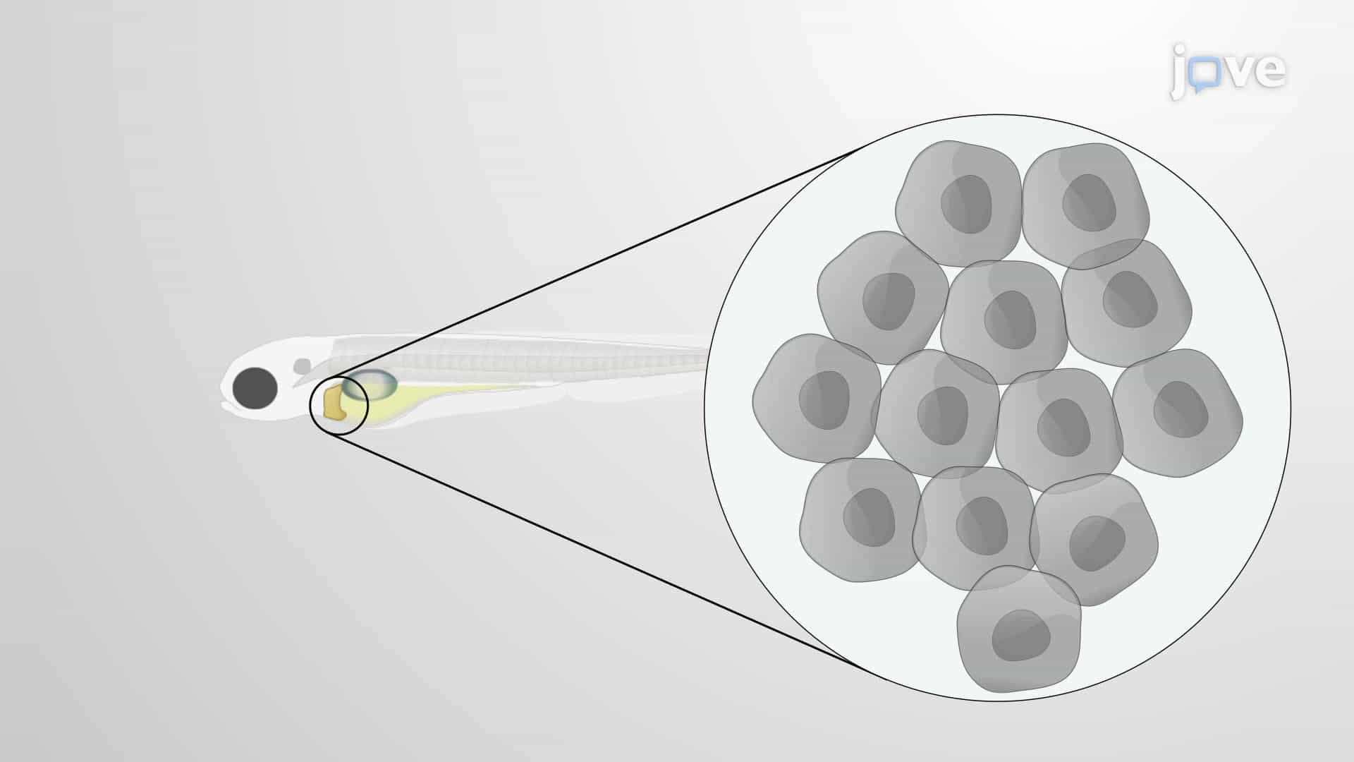 Targeted Liver Ablation: Inducing Hepatocyte Death with Metronidazole in Transgenic Zebrafish Larvae