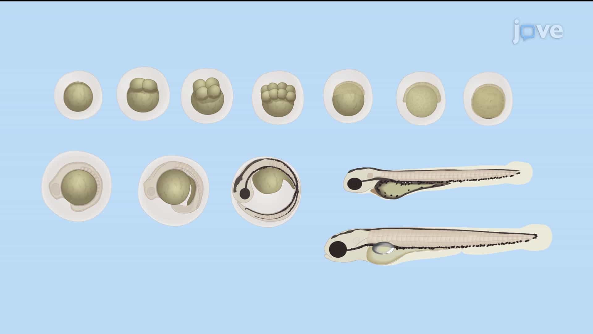 Mating and Egg Staging: A Method to Generate Embryos and Sort Them by Developmental Stage