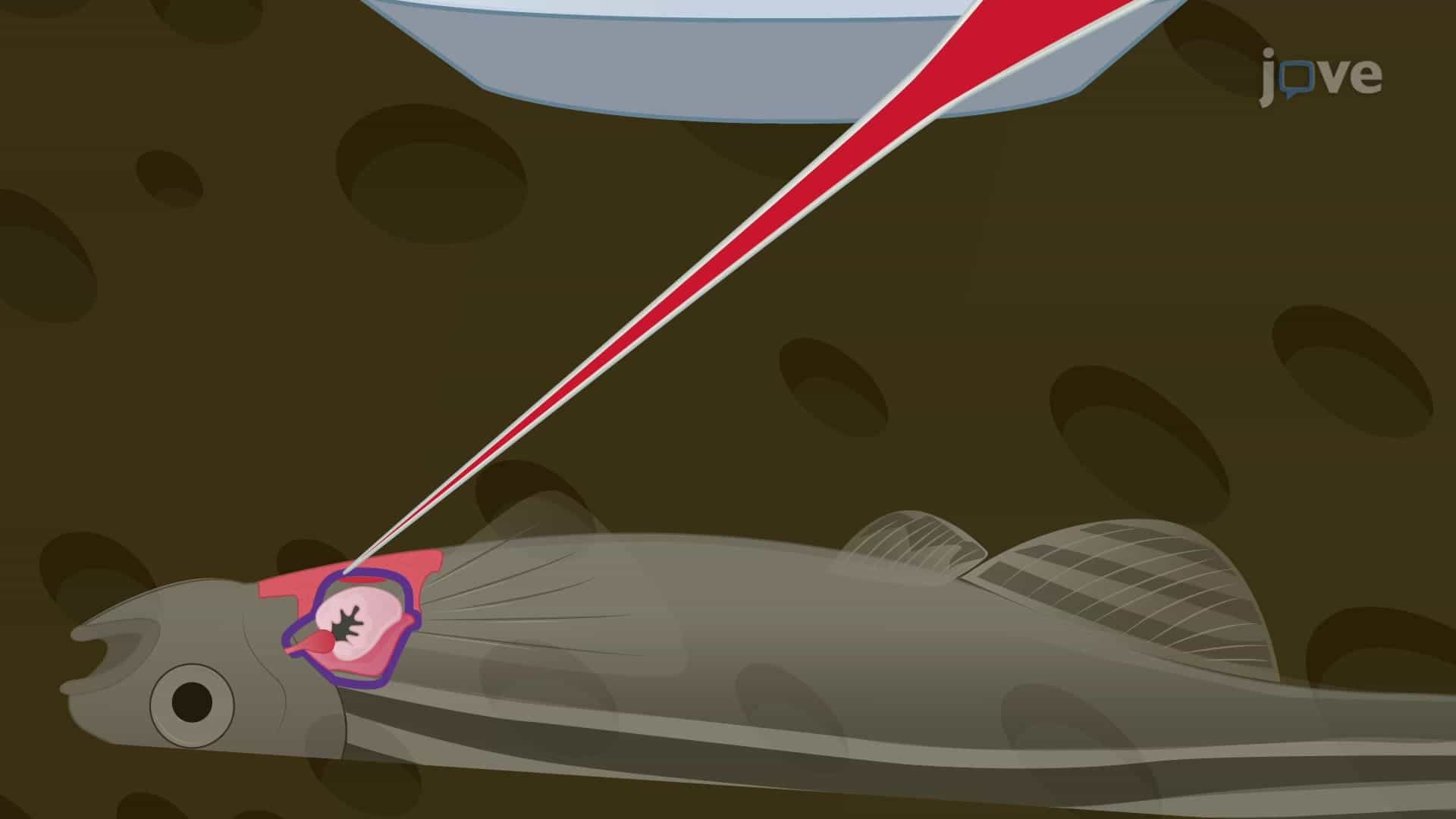 Intrathoracic Injection: Compound Delivery to the Adult Zebrafish Heart