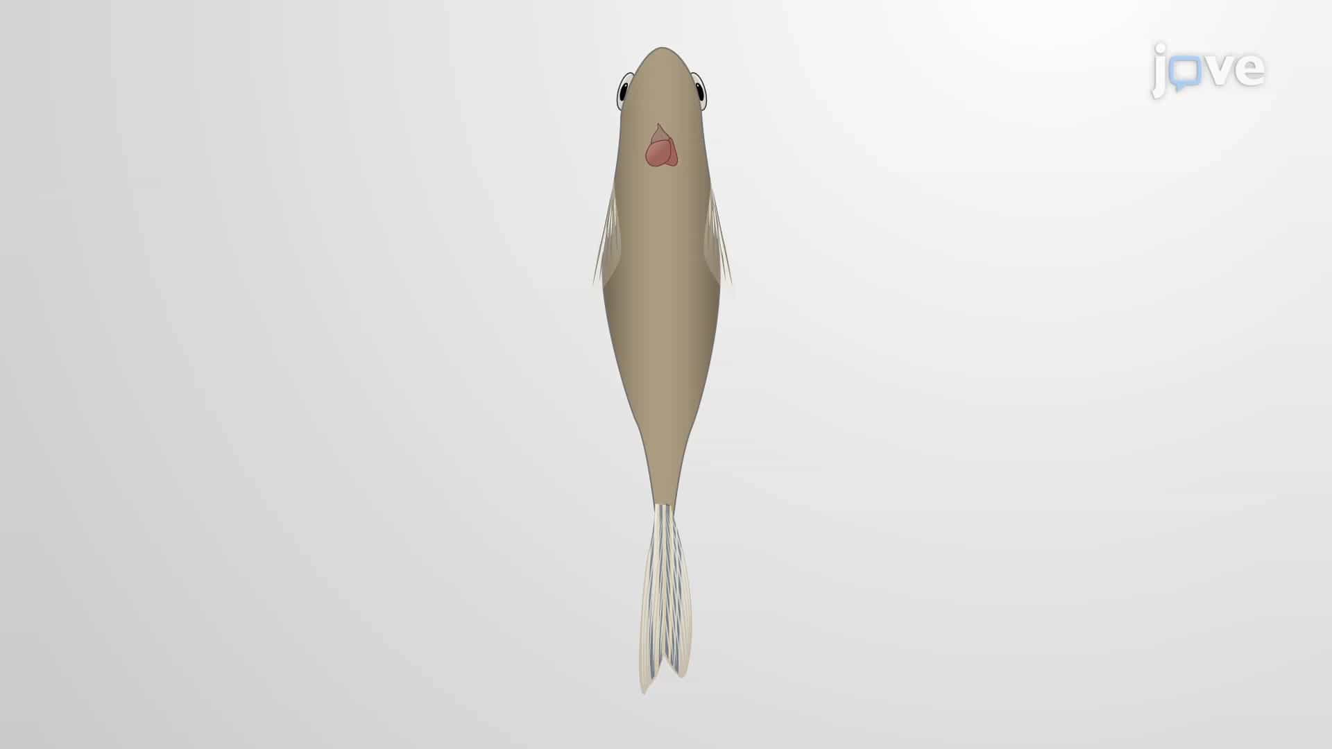 Zebrafish Cardiomyopathy Model: Drug-Induced Cardiotoxicity