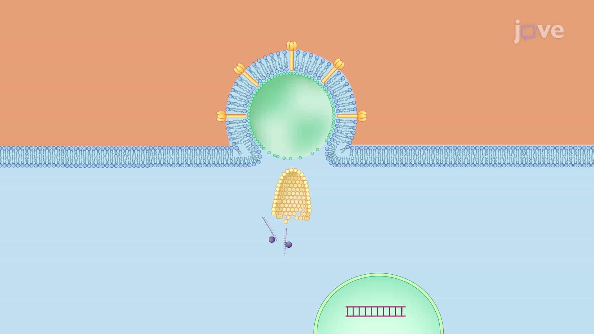 Transduction to Label PDX Tumor Cells: Introducing Lentivirus Expressing Fluorescent Marker into the Tumor Cell In Vitro