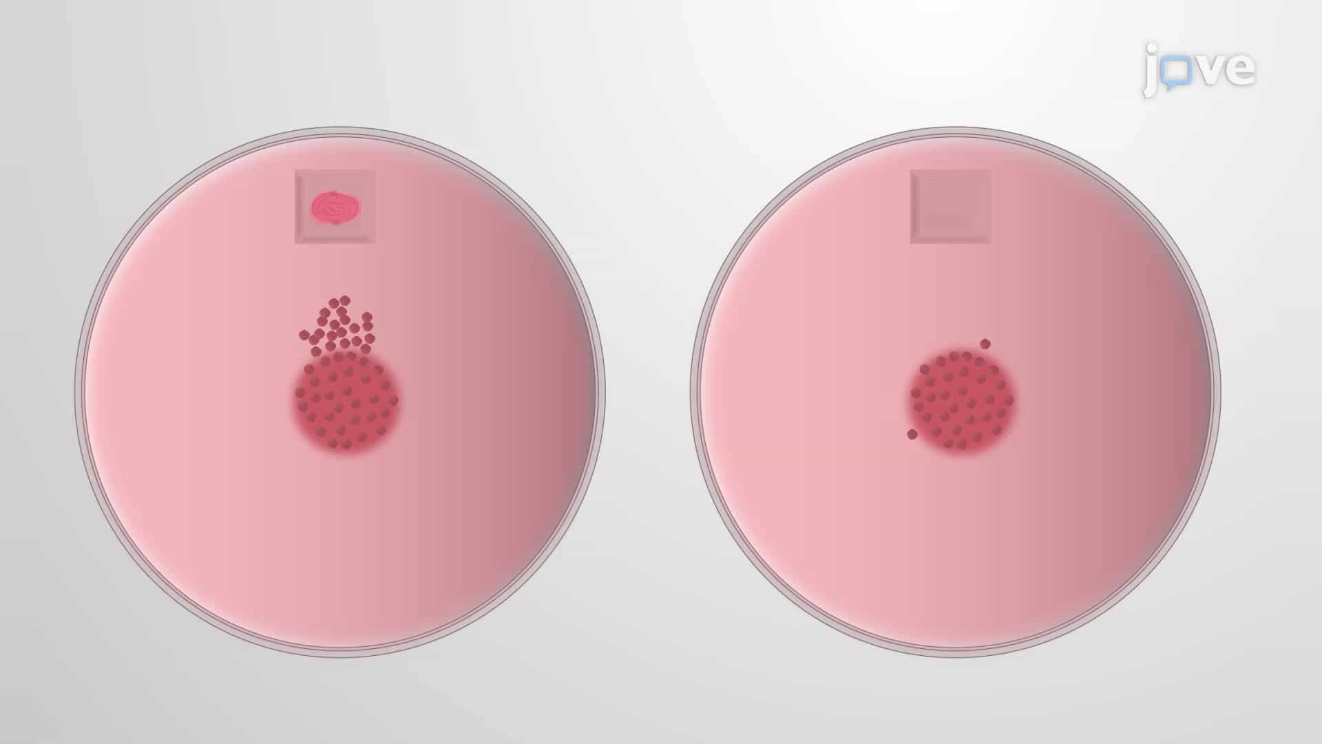 Co-culturing BC Cells: Culturing Breast Cancer Cells with Bone Fragments to Study Cancer Cell Proliferation