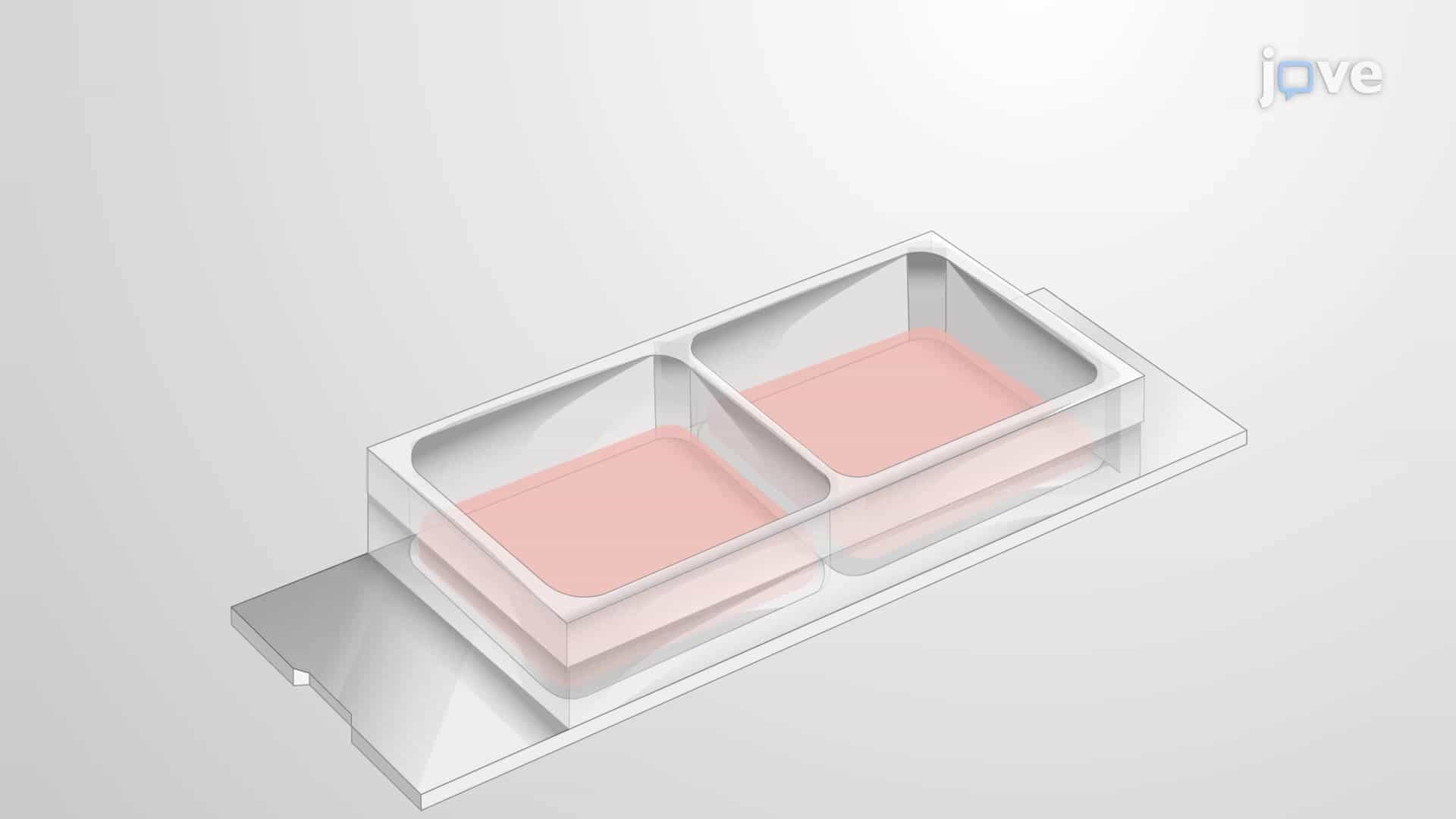 3D Co-culture with Direct Interaction: Co-culturing Cancer Cells with Monocytes to Study Their Interaction