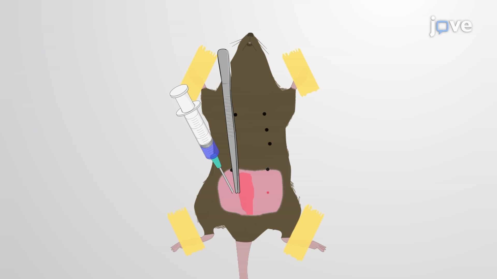 Intraductal Injection: Delivering Injection Mix into the Ducts of the Mouse Mammary Gland