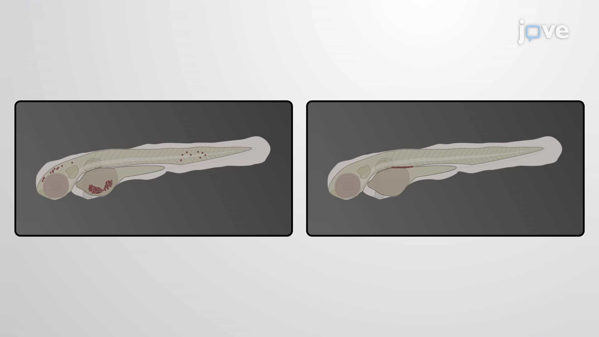 zPDX-Analysis of Invasiveness: Investigating Invasive Behavior of Metastatic Cancer Cells in Zebrafish Embryo Xenografts
