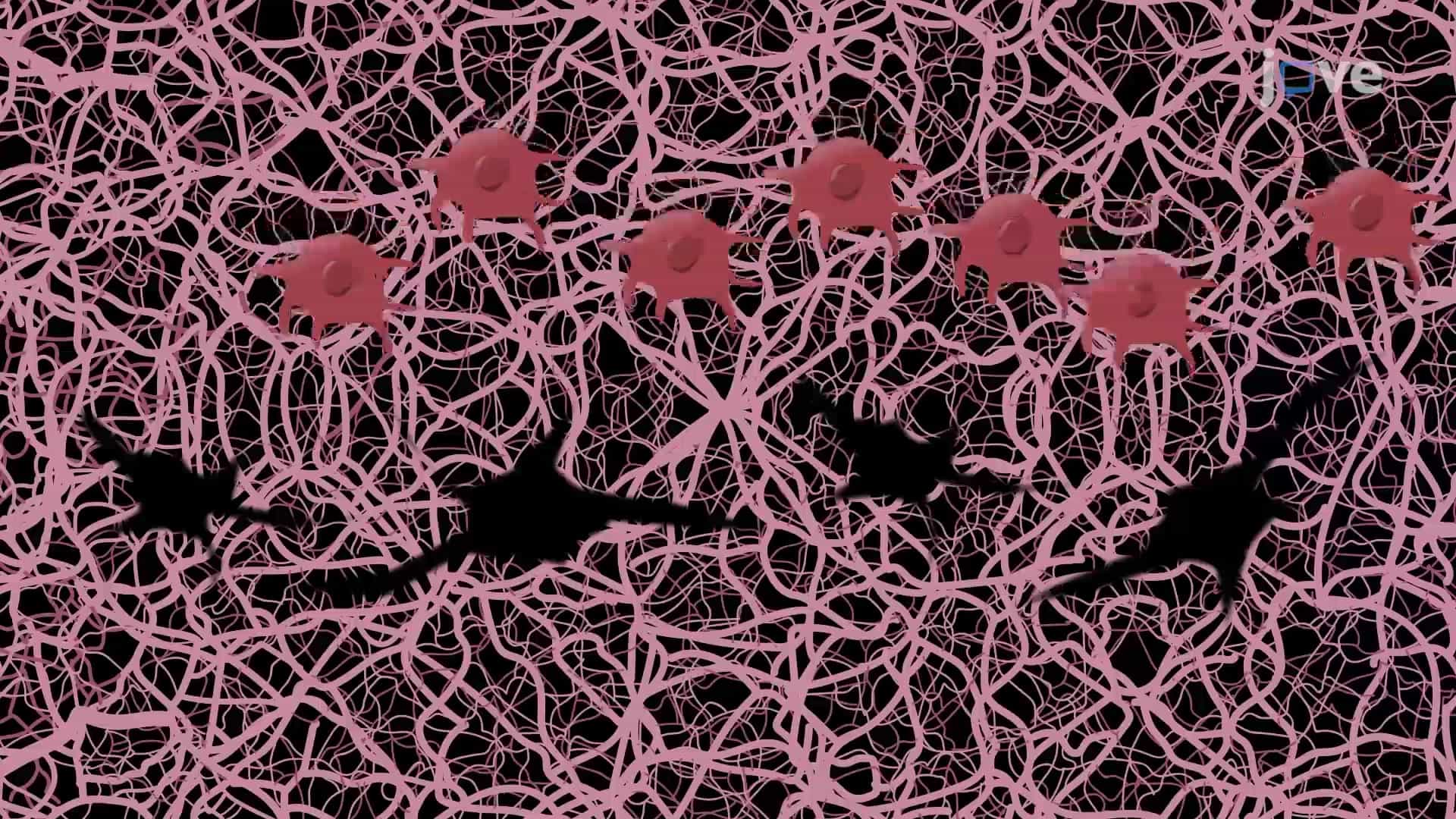 3D Culture Basement Membrane Assay: Culturing Cancer Cells on 3D Basement Membrane Protein Matrix to Study Cell Invasion
