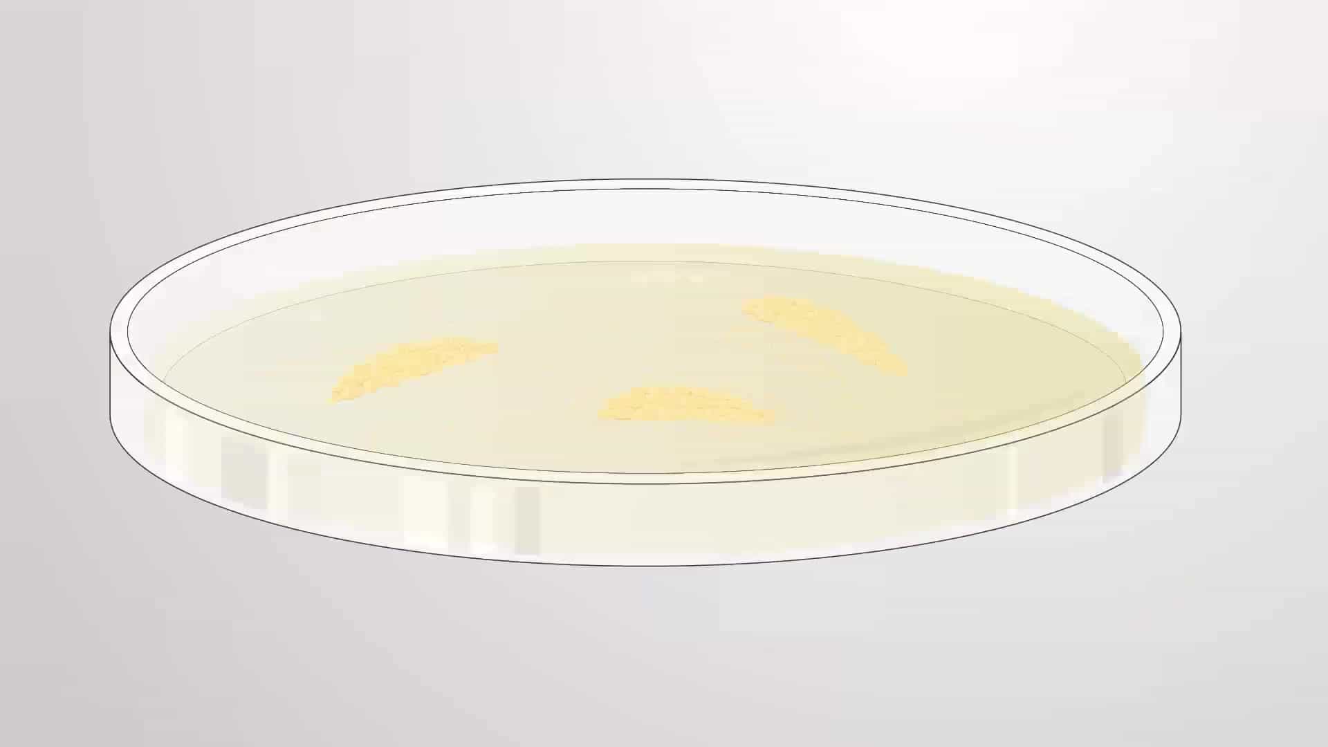 Decellularizing Mammary Fat Pads: Deriving Extracellular Matrix Hydrogels from Mammary Fat Pads
