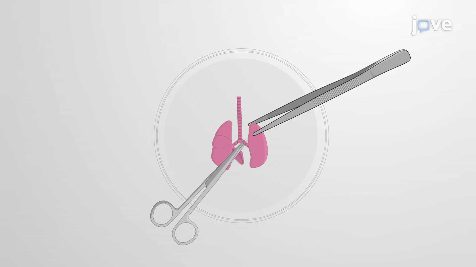 Whole Lung Agarose Inflation: A Method of Preparing Lungs for Ex vivo Live Imaging