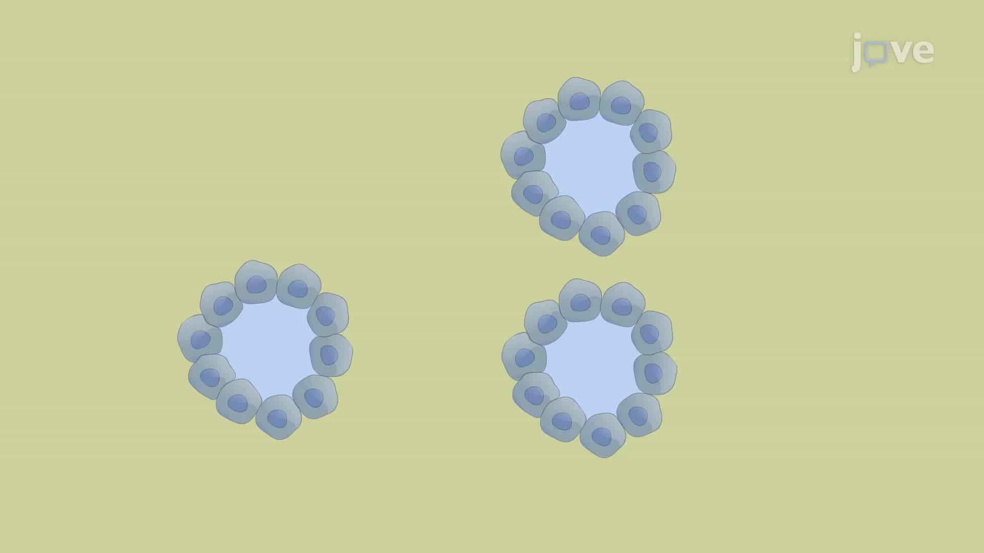3-Dimensional Culture of Lung Carcinoma Cells: A Method To Study Cell-Matrix Interactions