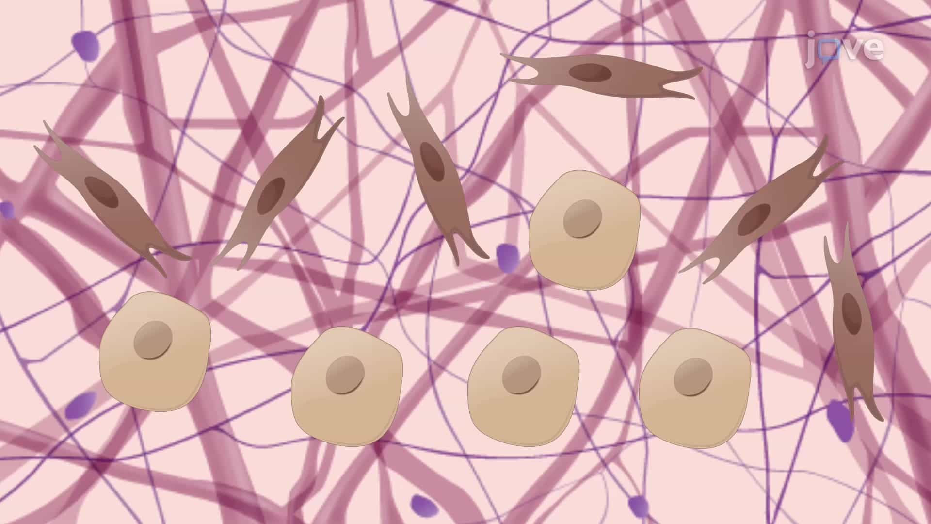 3D Co-culture of Lung Cancer Cells with CAFs: An In Vitro Model System to Study Tumor Progression