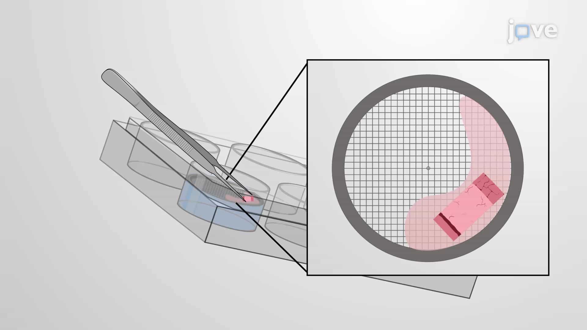 Lung-tumor Tissue Explant Culture: A Procedure to Generate and Culture Precision-cut Lung Tumor Slices