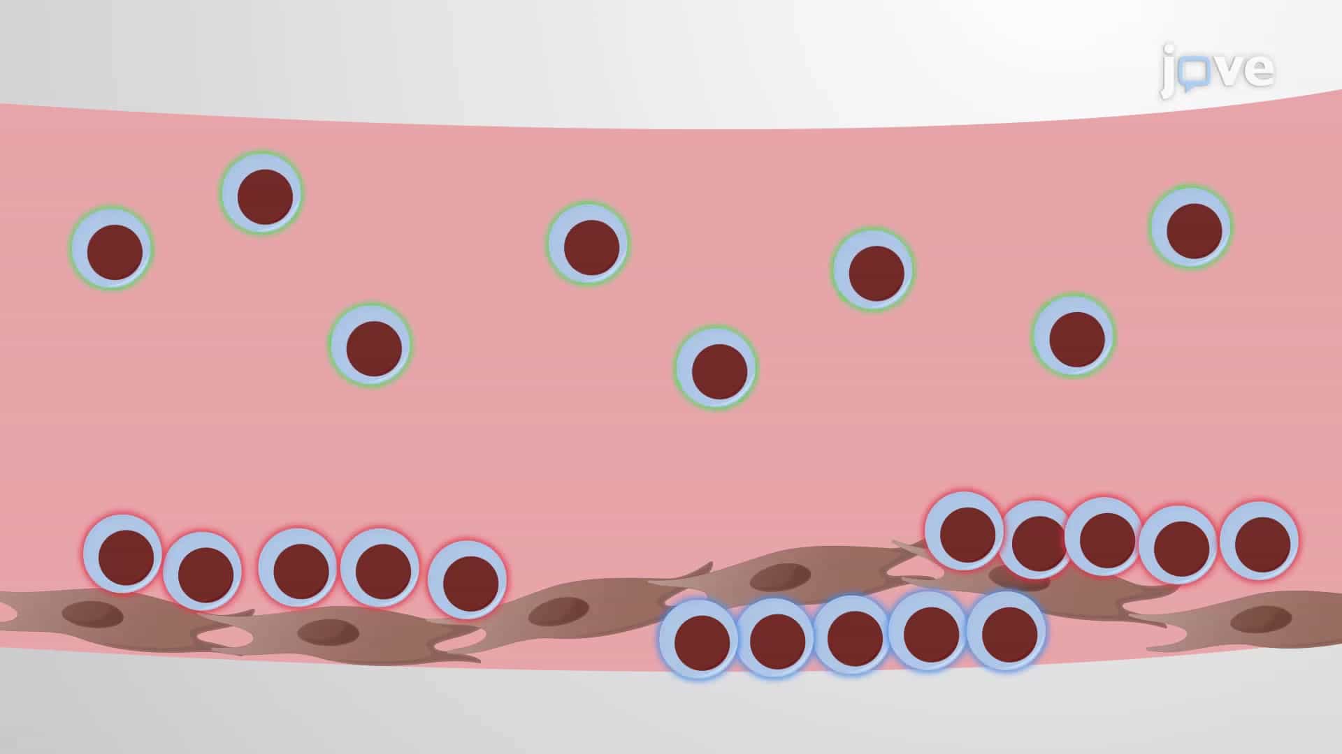 2D Co-culture of Leukemic Cells with BMSCs: A Method to Obtain Subpopulations of Leukemic Cells