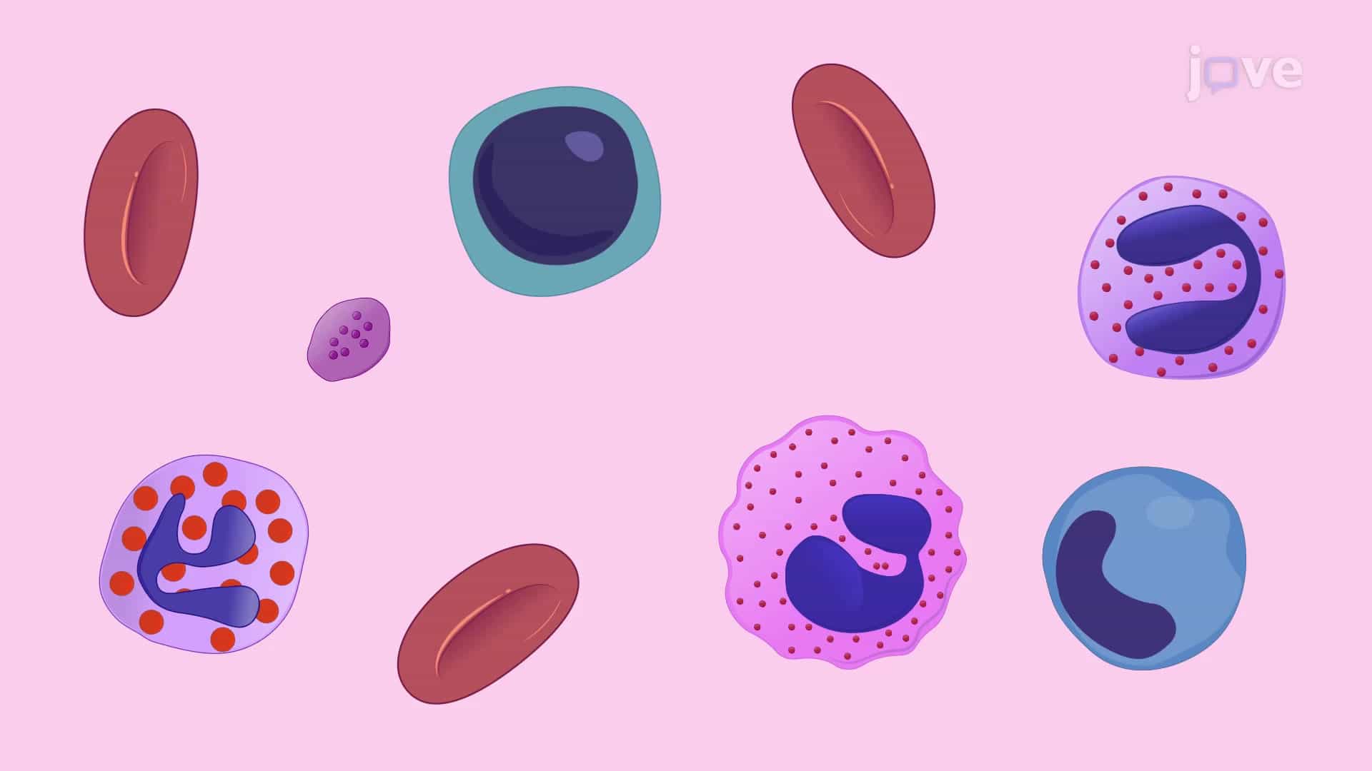 May-Grunwald Giemsa Staining: A Method to Stain Bone Marrow Cells