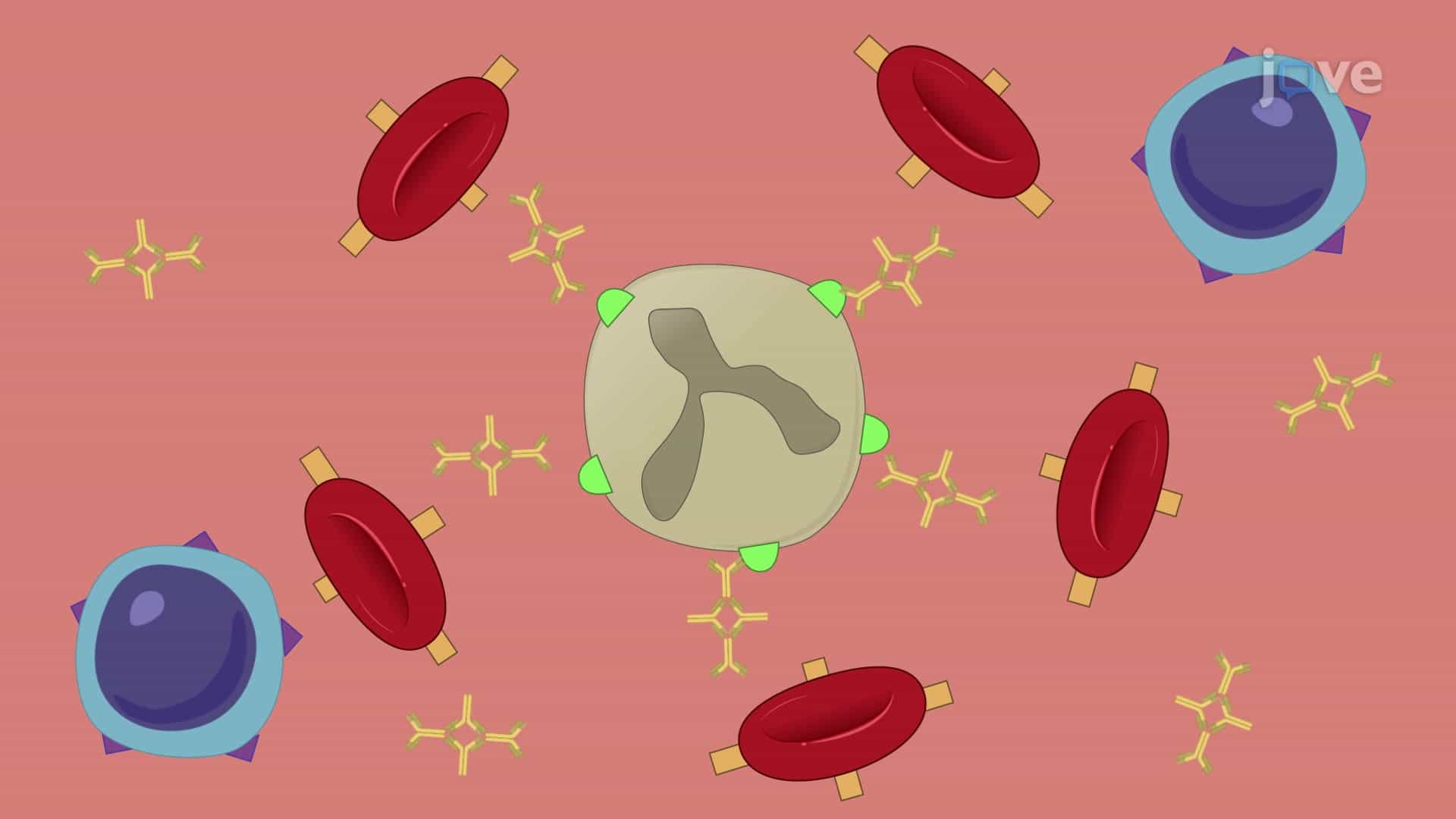 Density Gradient Centrifugation: A Method to Isolate CLL Cells from Peripheral Blood