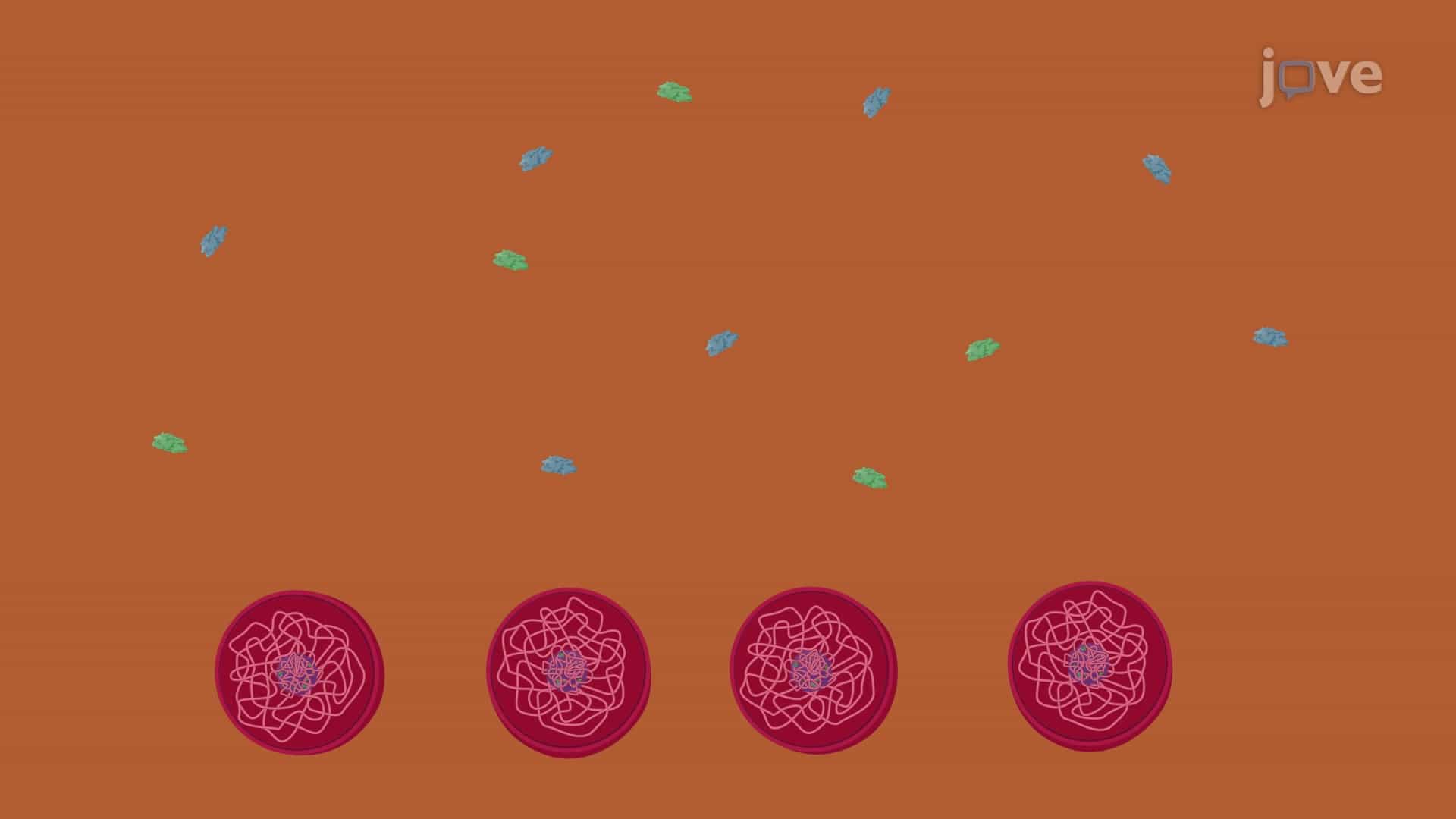 Preparation of Subcellular Fractions from Leukemic Cells: A Method to Generate Cellular and Nuclear Fractions from Leukemic Cells