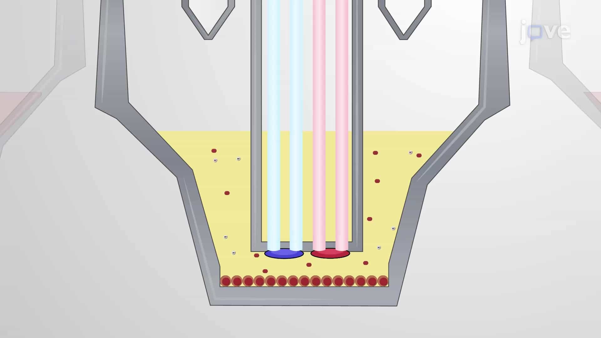 Extracellular Flux Assay: A Method for Measuring Metabolic Profile of Cells