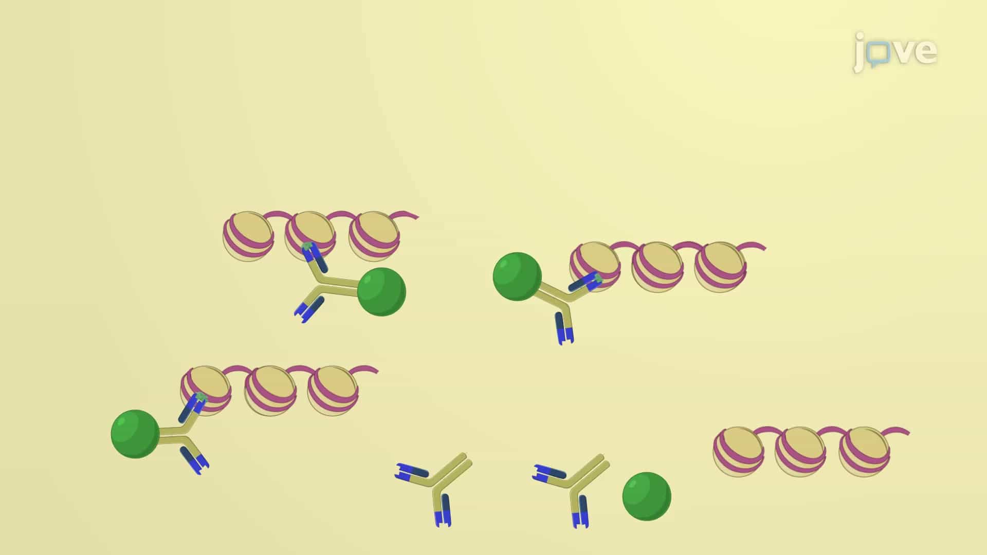 Chromatin Immunoprecipitation Assay: A Technique to Study Protein-DNA Interactions in Cells