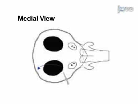 Microdissection of Zebrafish Embryonic Eye Tissues