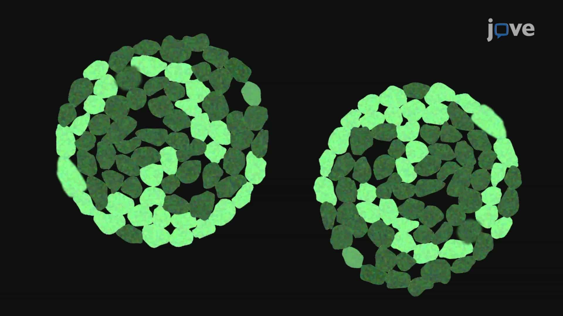 Imaging Calcium Dynamics in Pancreatic Cells: A Technique to Study Real-time Changes in Cytosolic Calcium Concentration in Pancreatic Islet