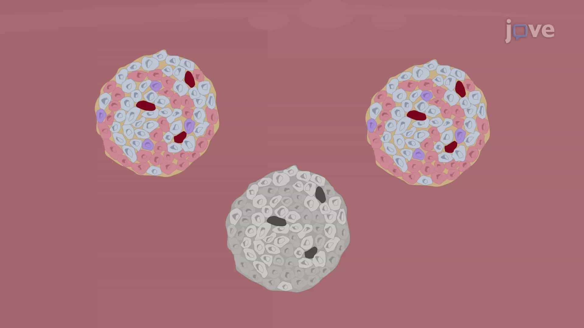 Pancreatic Islets Isolation through Collagenase Perfusion: An Enzymatic Method to Isolate Pancreatic Islet Cells