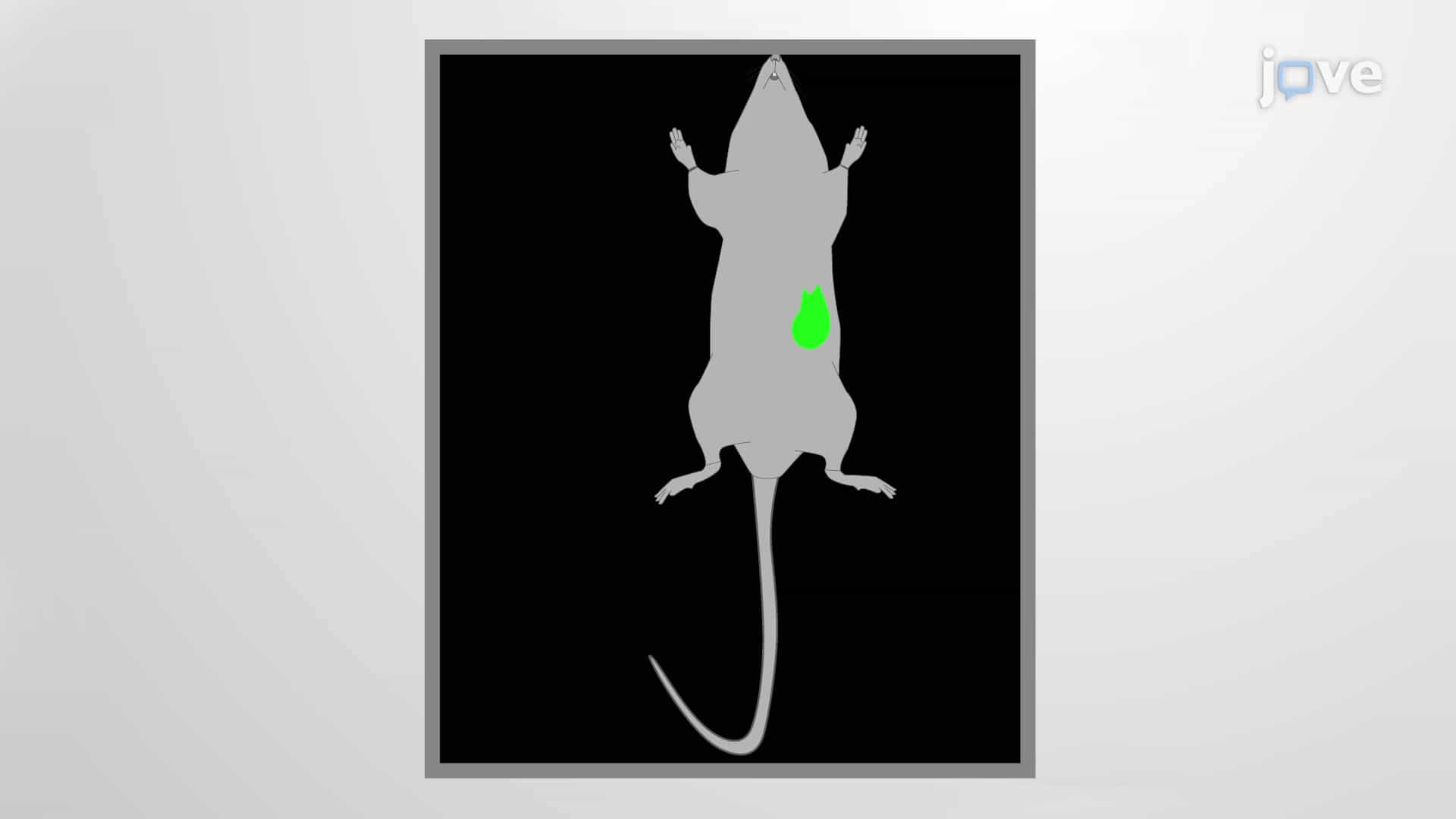Fluorescent Orthotopic Mouse Model: Implanting GFP Expressing Cancer Cells into Mouse for Assessing Tumor Progression In Vivo
