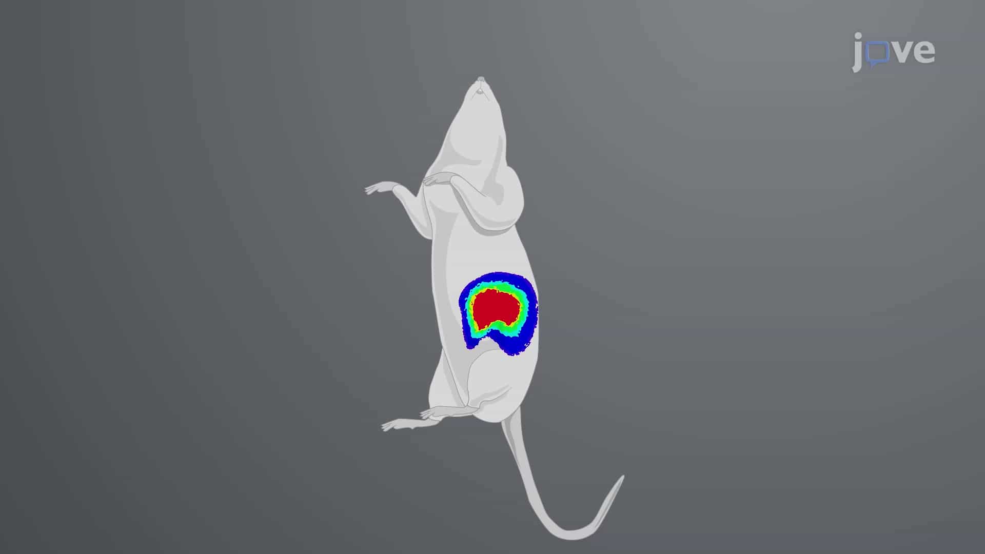 Bioluminescent Orthotopic Pancreatic Cancer Mouse Model: A Non-invasive Technique to Monitor Cancer Progression in Mice