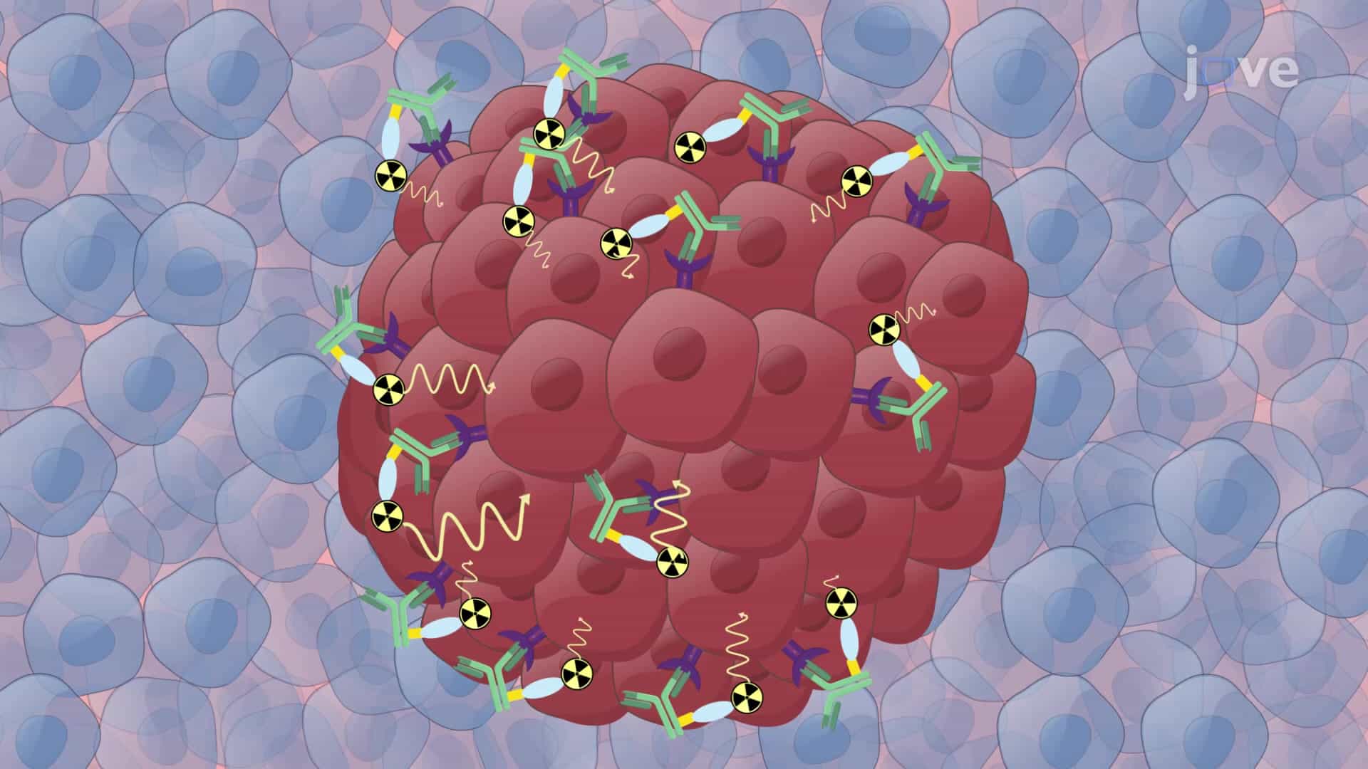 Pretargeted Radioimmunotherapy: A Method for Targeted Delivery of Therapeutic Radionuclides to Tumors