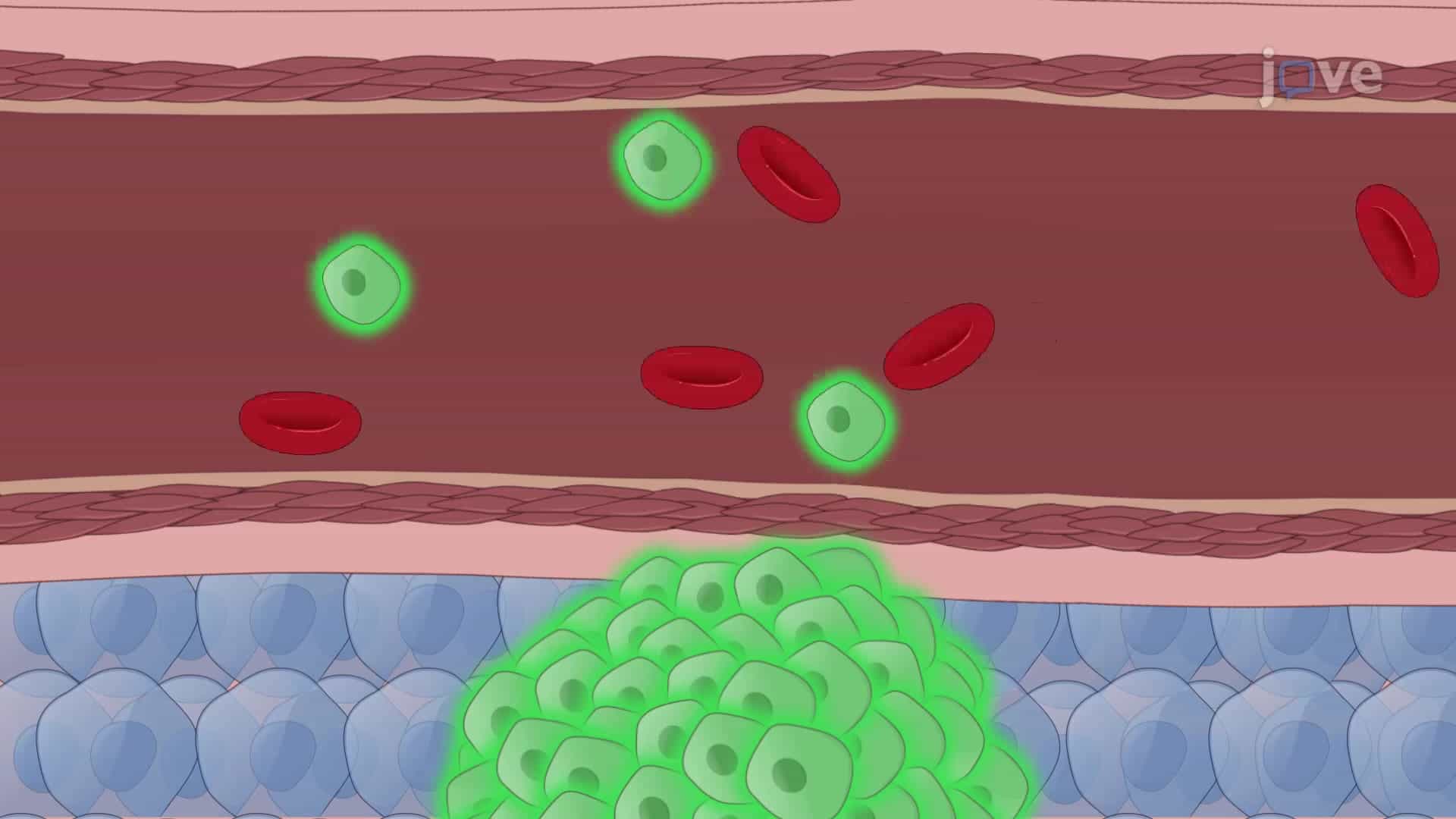 Spontaneous Metastasis Mouse Models: A Platform to Study the Metastatic Potential of Orthotopically Injected Colorectal Cancer Cells