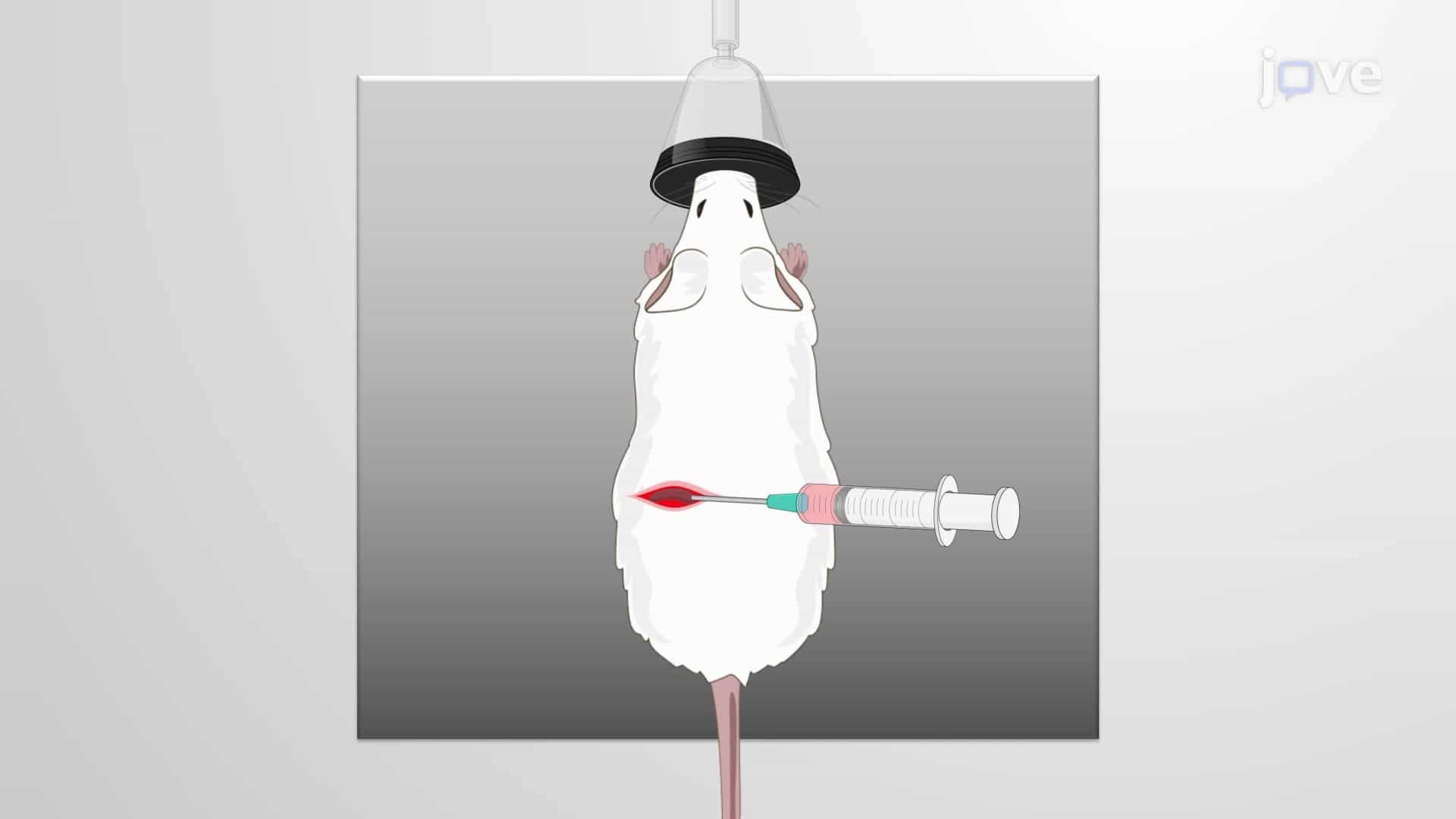 Establishing Experimental Metastases Mouse Model: Implanting GFP Expressing CRC Organoid Cells in PDX Model to Detect Micrometastases