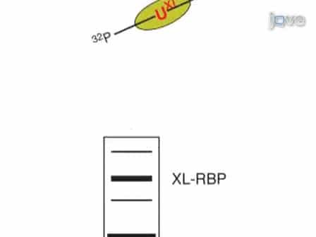 PAR-CliP - A Method to Identify Transcriptome-wide the Binding Sites of RNA Binding Proteins