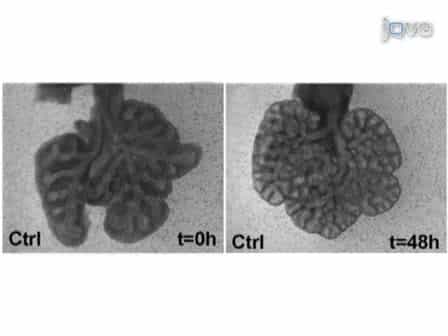 Mouse Embryonic Lung Culture, A System to Evaluate the Molecular Mechanisms of Branching