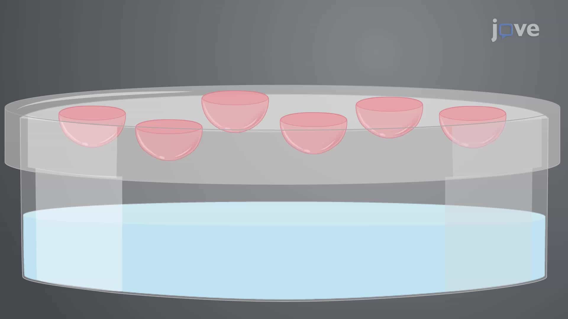Hanging Drop Method: A Technique to Generate 3D Melanoma Spheroids