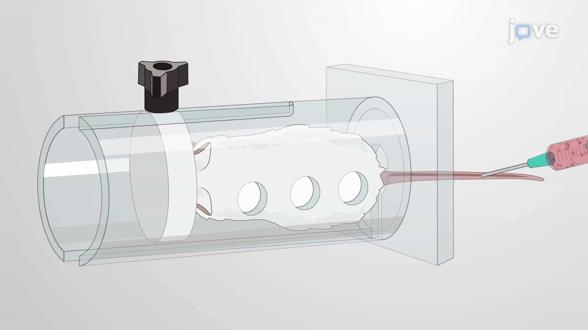 Experimental Metastatic Melanoma Mouse Model: A Platform to Study the Metastatic Potential of Melanoma Cells in the Lungs
