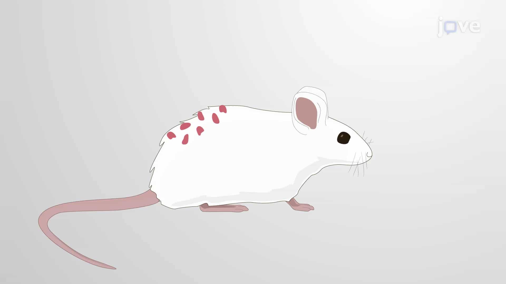 Chemical-induced Two-stage Skin Carcinogenesis Model: An Experimental In Vivo Mouse Model of Skin Cancer