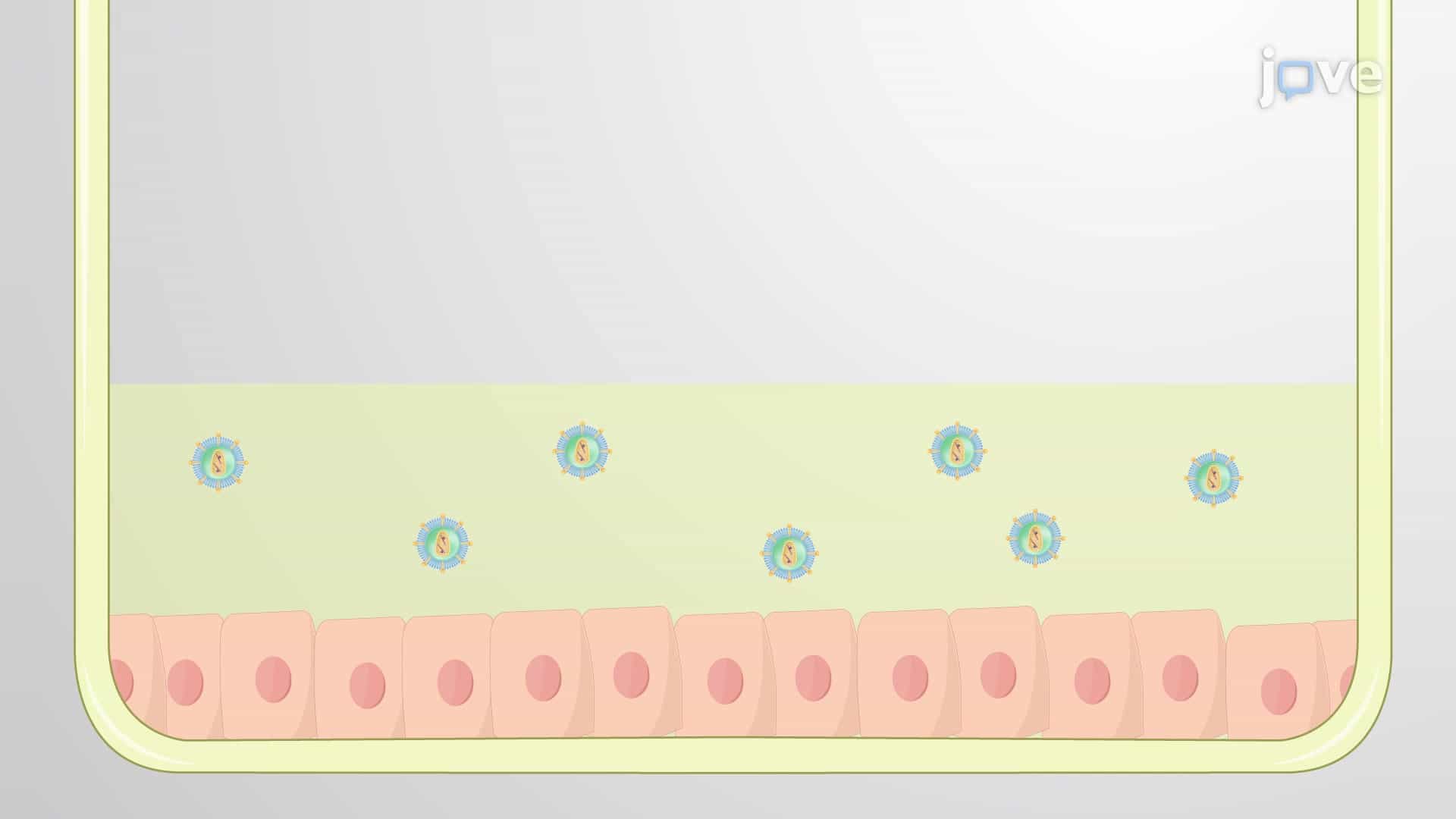 Genetic Modification of Primary Human Keratinocytes: A Method for Genetically Manipulating Keratinocytes Using Recombinant Retroviruses