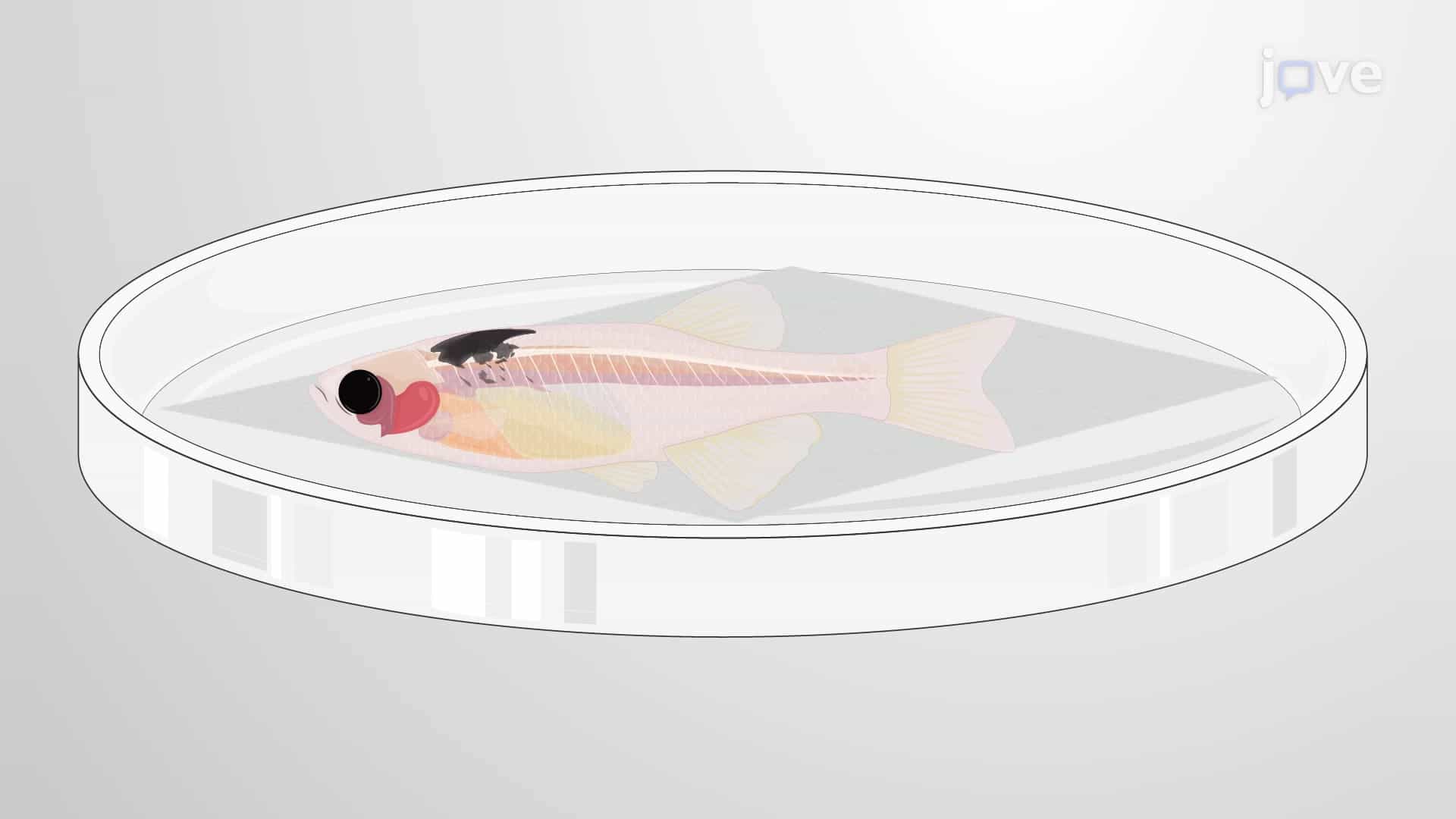 Subcutaneous Transplantation Assay: A Method to Transplant Melanoma Cells from a Donor to a Recipient Zebrafish Model