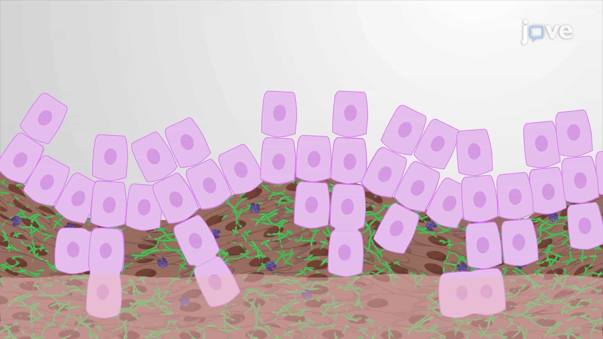 Tumor Cell Invasion Assay: A 3D In Vitro Native Matrix-based Method to Assess Epithelial-mesenchymal Cell Interactions