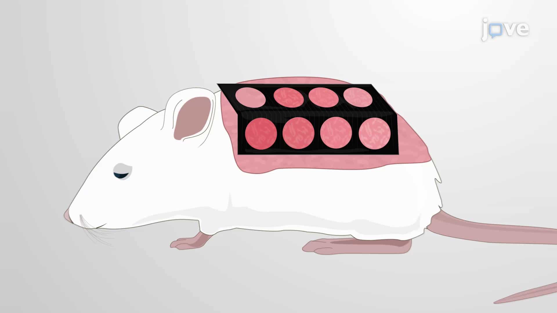 Minimum Erythematous Dose Assay: A Method for Measuring UV Sensitivity in Mouse Models