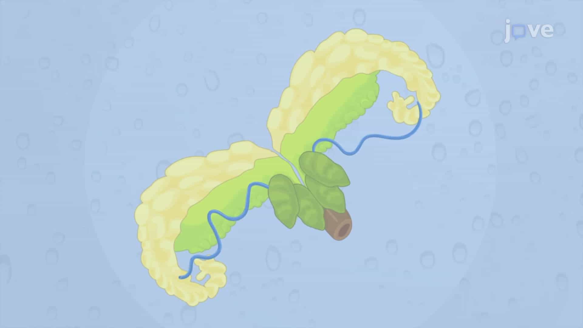 Extracting Prostate from Mouse Urogenital System: A Technique to Separate Prostate Gland from Other Urinary and Genital System Organs in Male Mouse