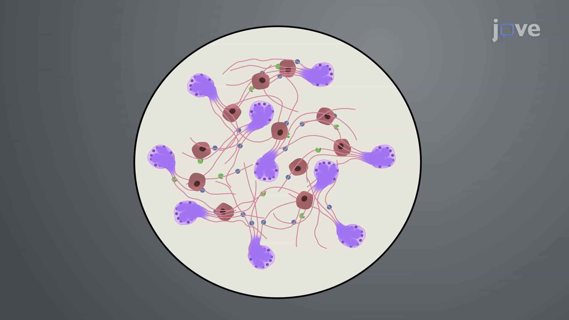 Fluorescence Microscopy of Neutrophil Extracellular Traps or NETs: A Technique to Observe Adhesive Interaction Between Cancer Cells and NETs