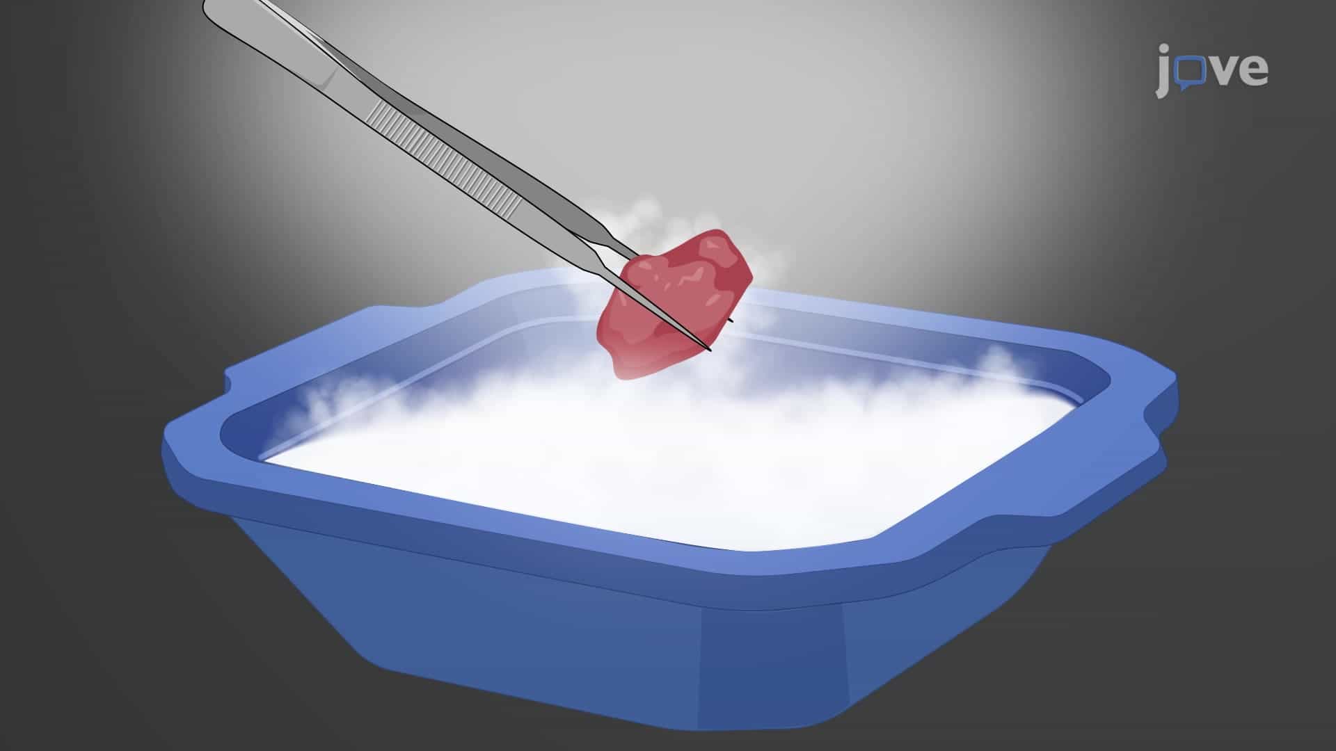 Snap Freezing of Muscle Tissue for Sectioning: A Protocol to Obtain Ultrathin Sections of Rapidly Frozen Murine Muscle Tissue