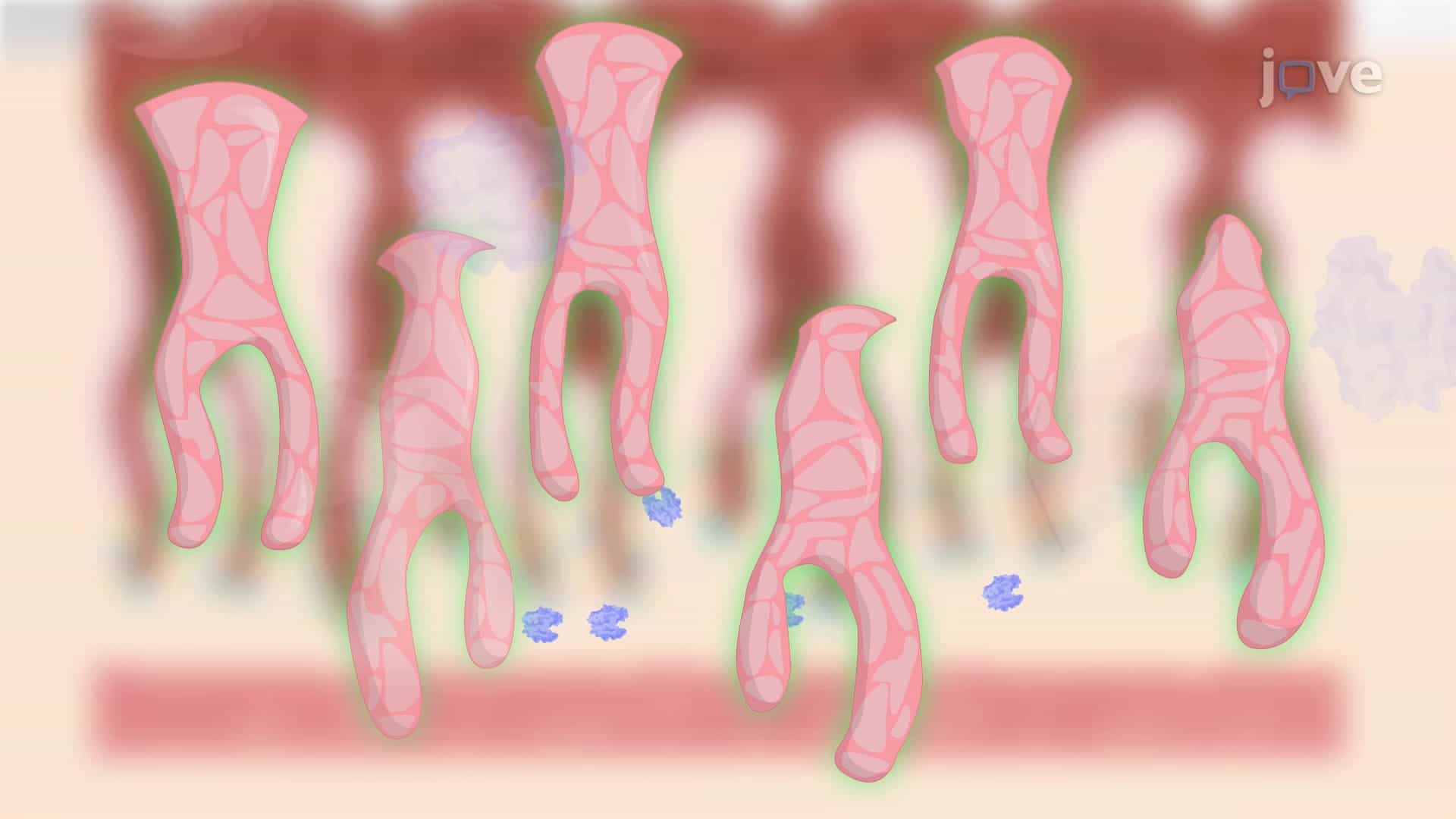 Gastric Fundic Glands Isolation: A Method to Isolate Fundic Glands from Human Stomach Tissue