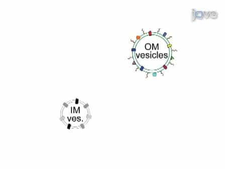 Method for the Isolation of Francisella tularensis Outer Membranes