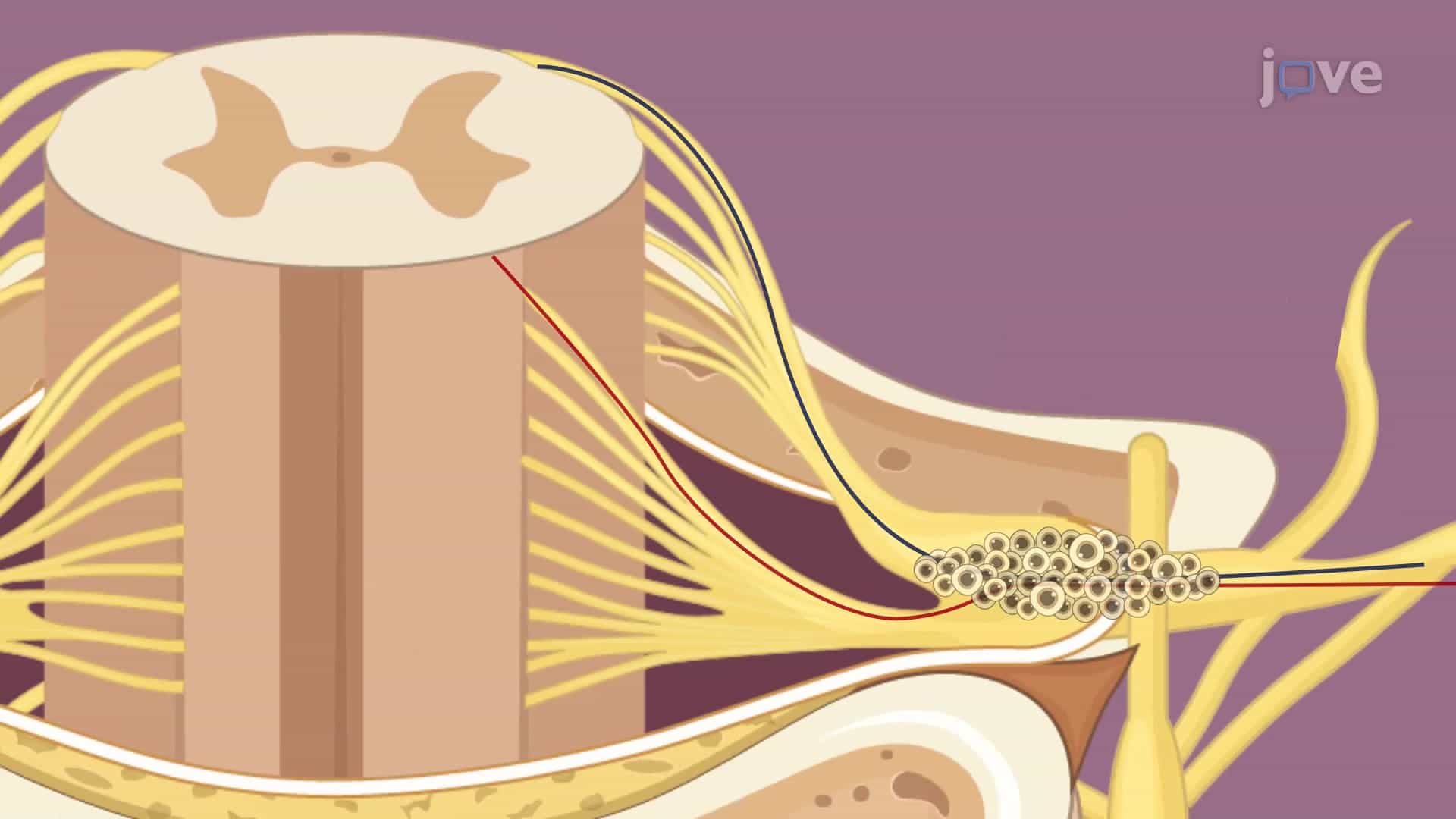 Harvesting DRG from Rat Spine: A Procedure to Extract Dorsal Root Ganglion from the Spine of a Rat Model