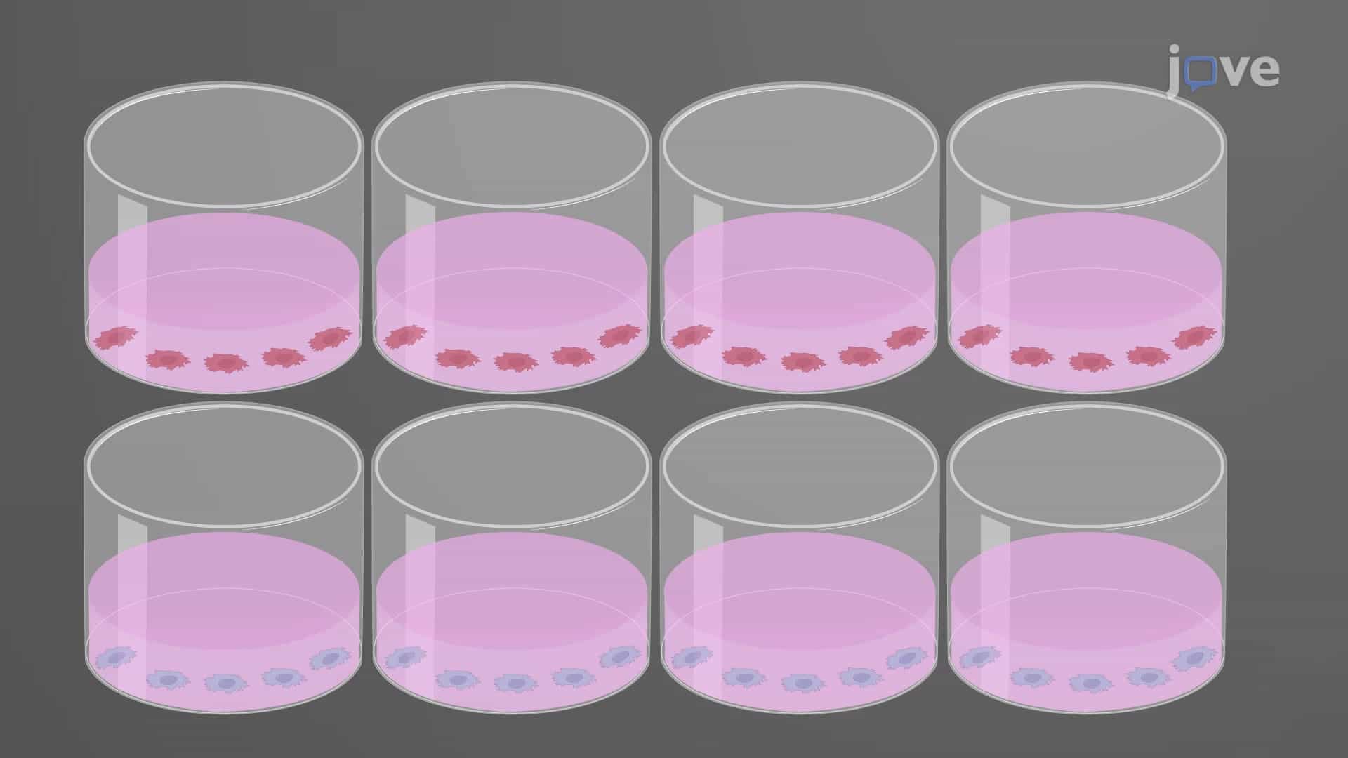 Sulforhodamine B Assay: A Sensitive Assay to Measure Drug Resistance Via Determination of Cellular Protein Content in Cancer Cells