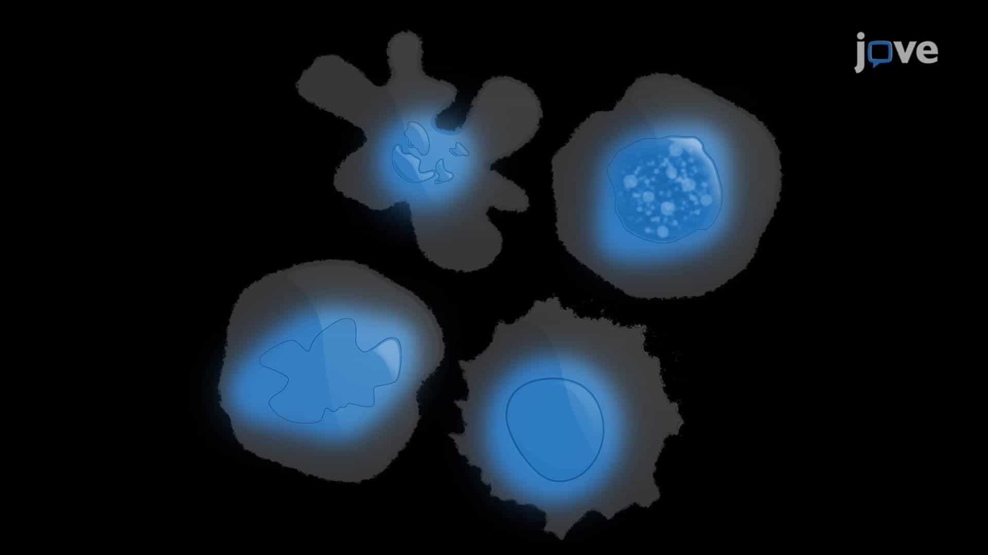 Cell Death Screening Using DAPI Staining: A Method for Rapid Screening of IR Induced Clonogenic Cell Death in Cancerous Cell Lines