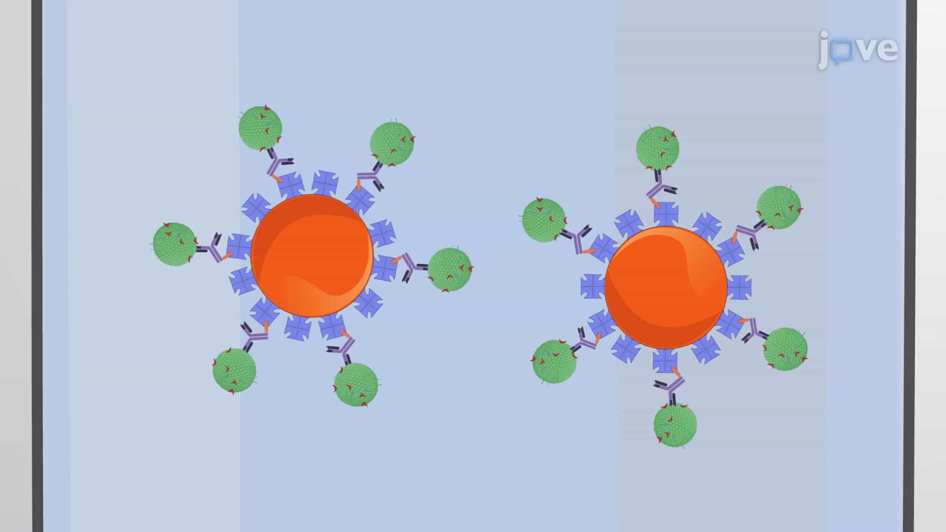 Magnetic Bead-based Exosome Extraction: A Technique to Isolate Specific Exosomes from Biofluids