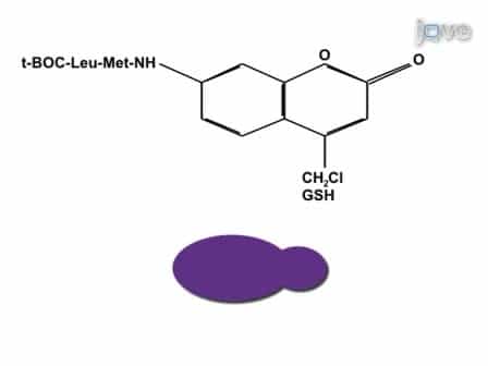 Measuring Calpain Activity in Fixed and Living Cells by Flow Cytometry